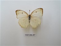 藏品(細波遷粉蝶)的圖片